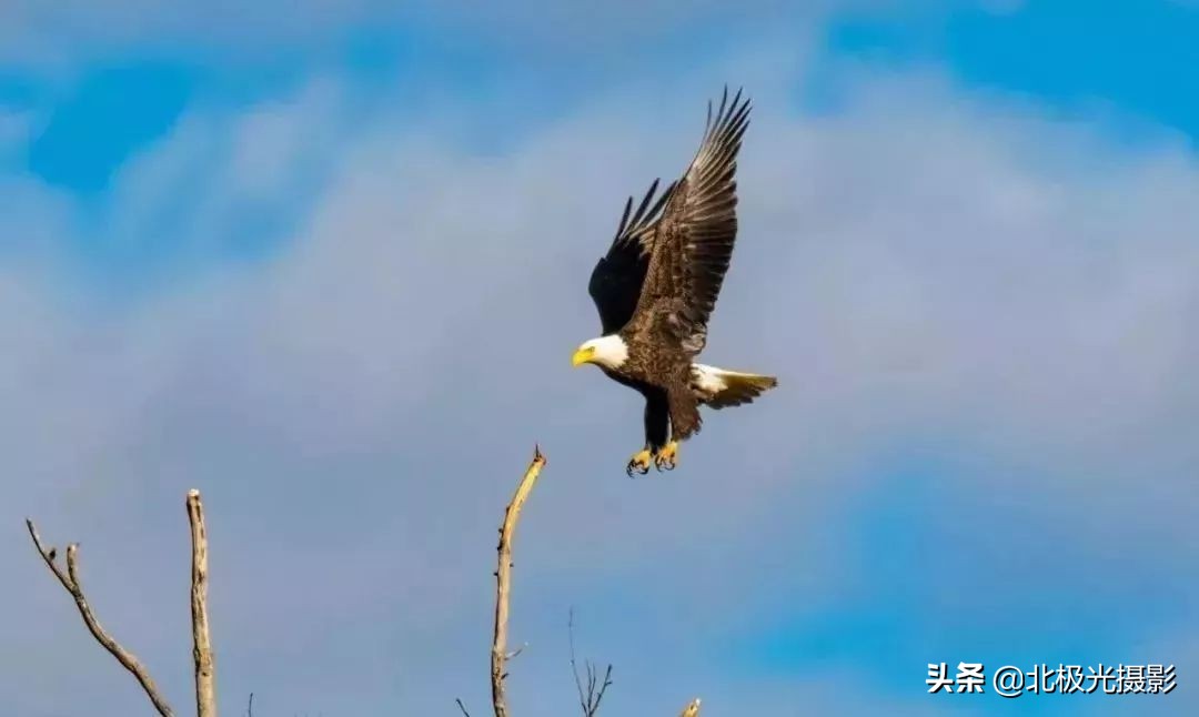 拍摄鸟类照片技巧,拍摄鸟儿照片技巧