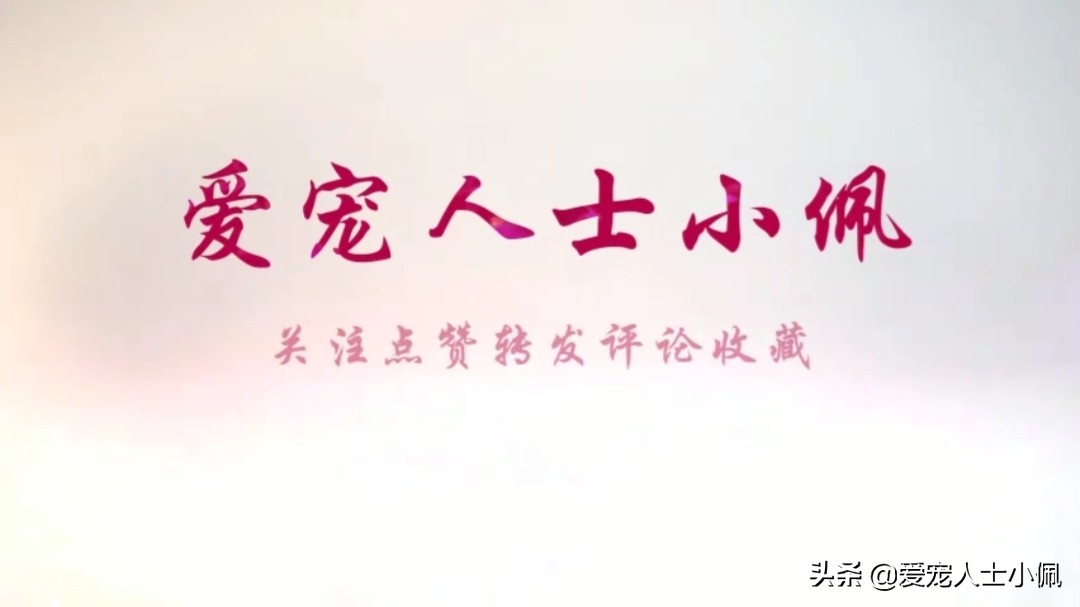 比熊不出门是怎么回事,比熊长时间不出门遛会怎样