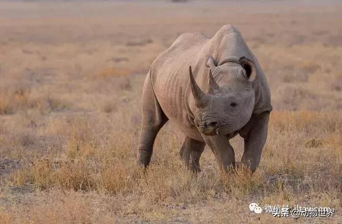 食草动物中的“斗士”-黑犀