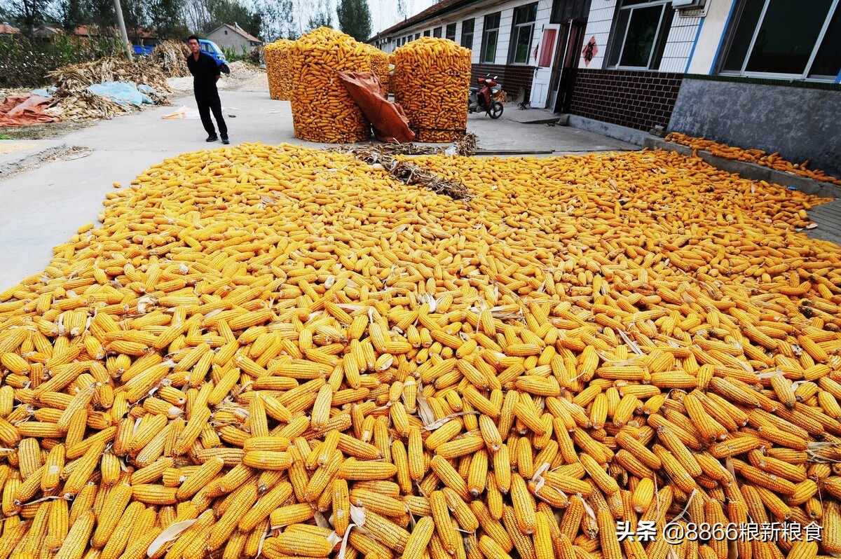 山东玉米涨北方玉米跌期货会涨么,玉米后市易跌难涨