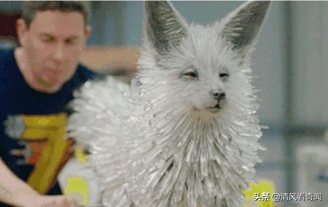 竟然不是特效！25000个晶体制成水晶狐狸，转头的那一刻，惊艳了