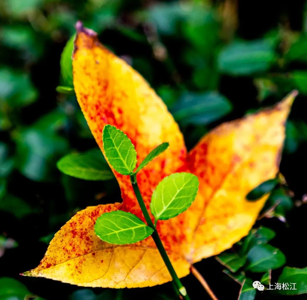 上海最美秋景,上海哪些公园可以拍秋景