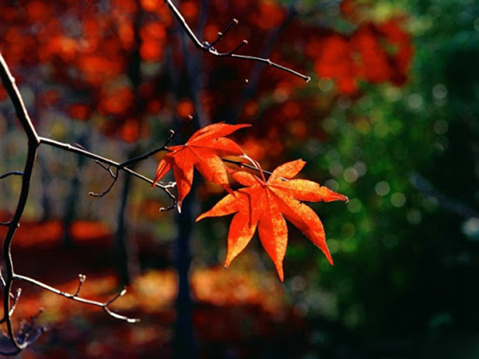 怎样拍出秋叶的光影,怎样拍秋叶照片比较有创意