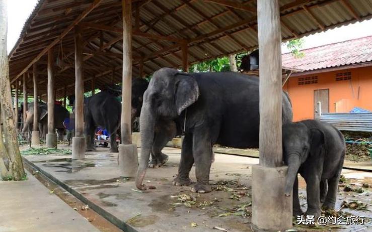 泰国旅游现状大象乱跑,泰国猴子旅游现状