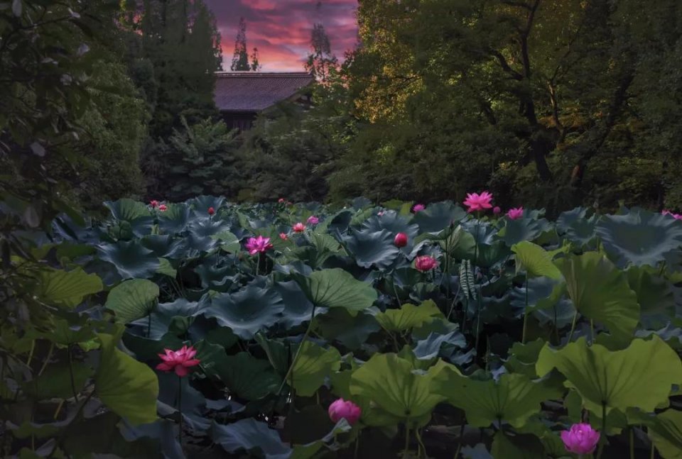 人民币花卉图案分别是什么花,19年第五版人民币花卉