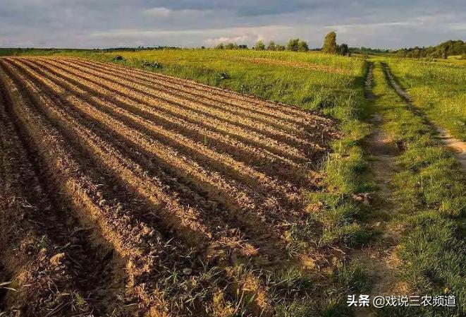 2023年农村种植补贴多少钱一亩,农业补贴下半年多少亩才有补贴