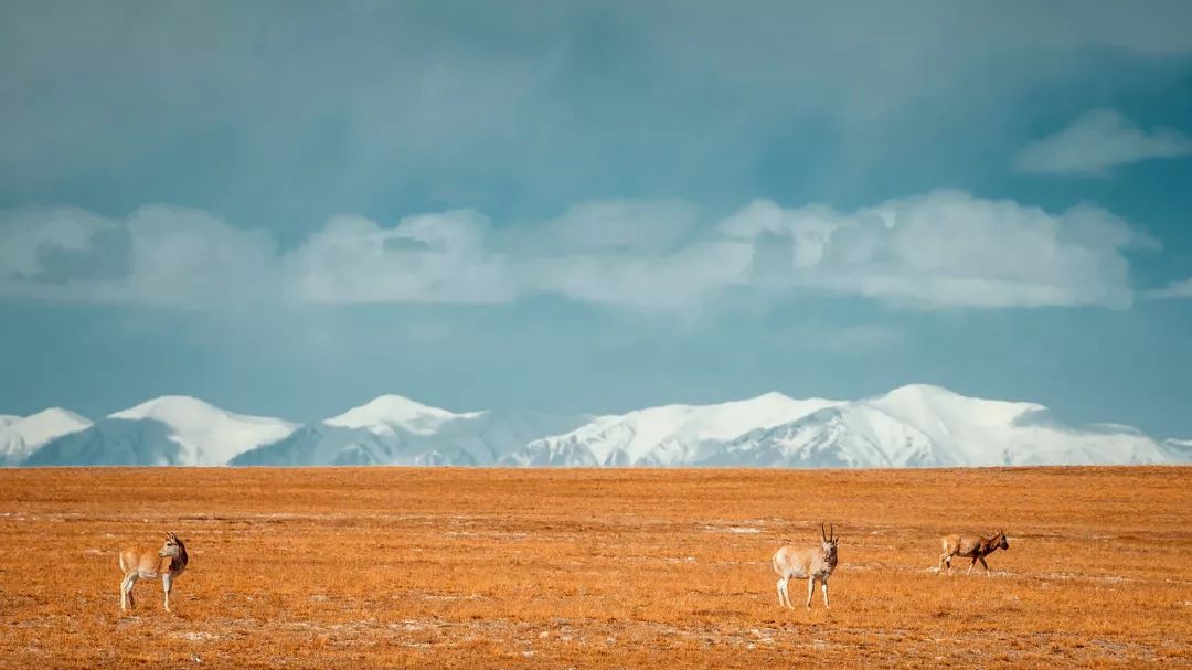 在最美的季节去了呼伦贝尔,一次浪漫的旅行呼伦贝尔