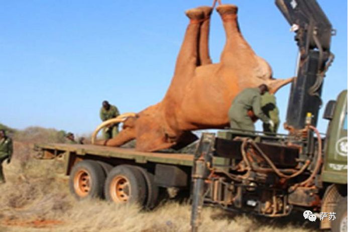 四脚倒挂吊上天运800英里？人类这般虐犀牛，背后的原因听了心酸