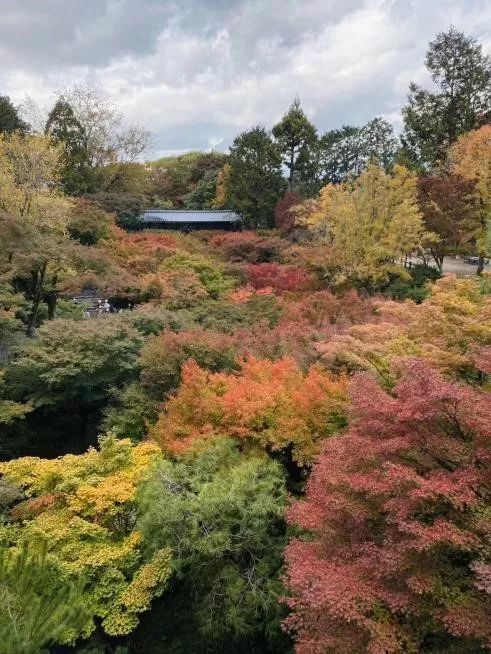 一场中国VS日本相互制寿险的完美邂逅