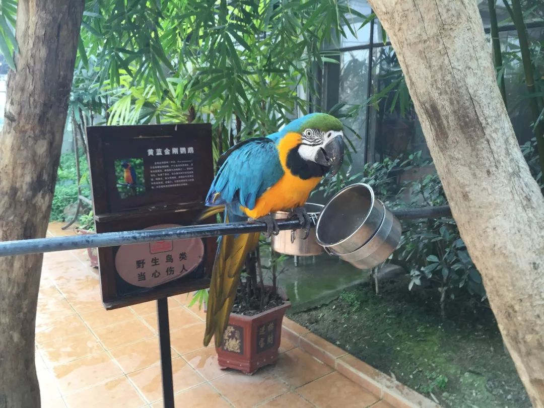江阴嘉茂国际花鸟园,江阴嘉茂国际花鸟园什么时候再开