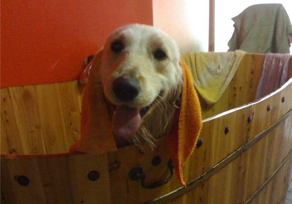 狗子洗澡的正确方法,去宠物店给狗洗澡注意什么