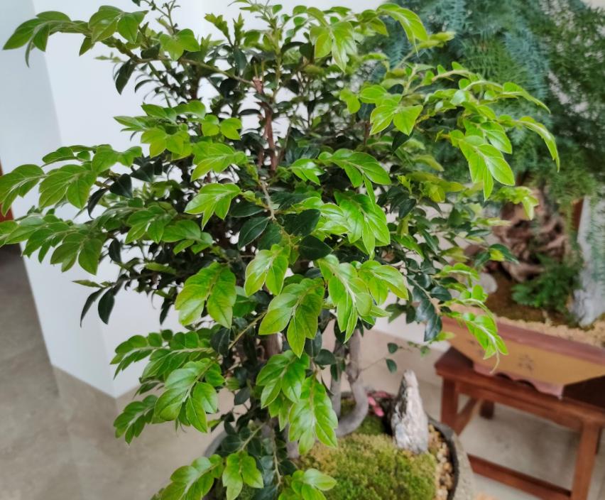 新手应该掌握的12个养花技巧,养花技巧记住这4点才算入门