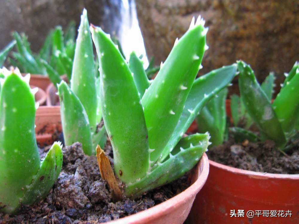 芦荟叶片干瘪怎么办,芦荟的养护技巧叶片干瘪巧处理