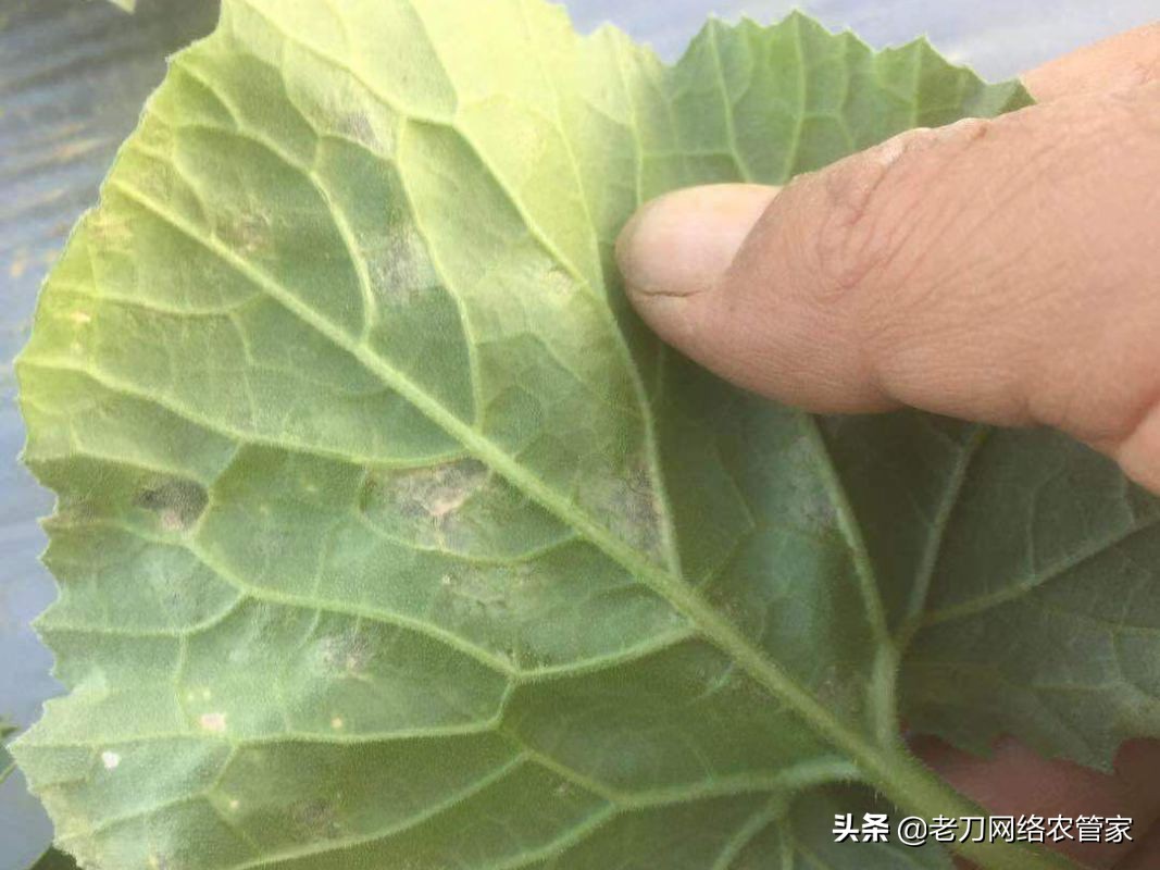 危害大、爆发快、防治难！甜瓜霜霉病防治要科学
