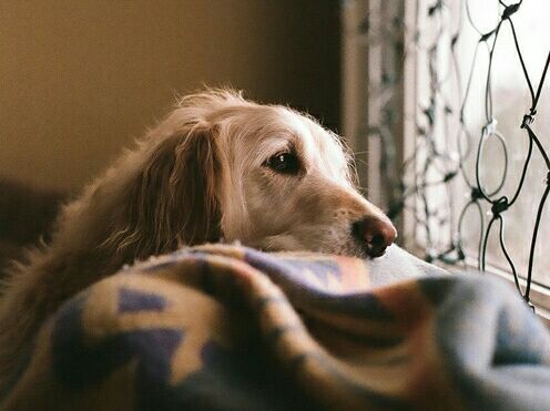 预防犬细小病毒的最好方法,犬细小病毒会传染给人吗