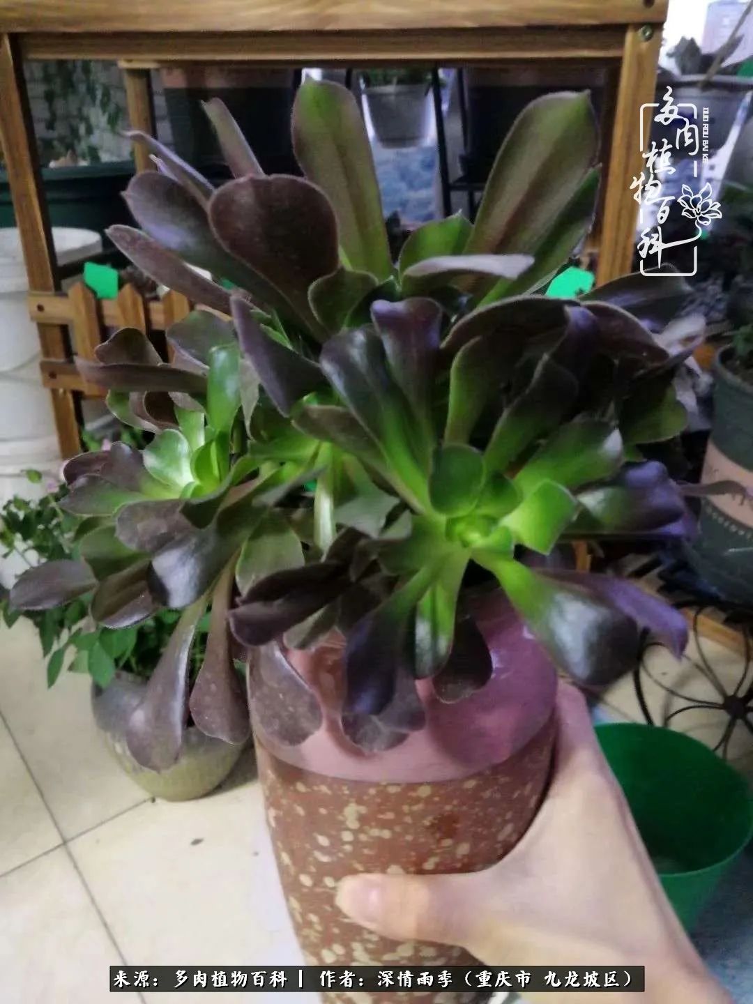 在重庆养多肉养的是一种信仰,重庆养多肉适合用什么土