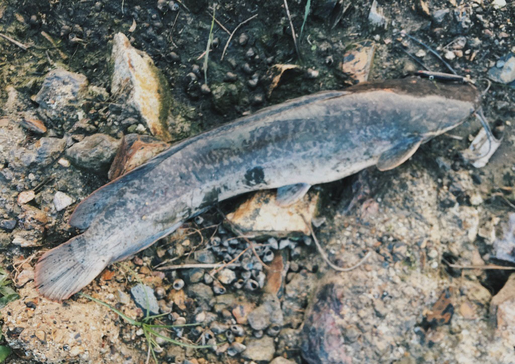 塘鲺鱼用什么钓,塘鲺鱼怎么钓最好