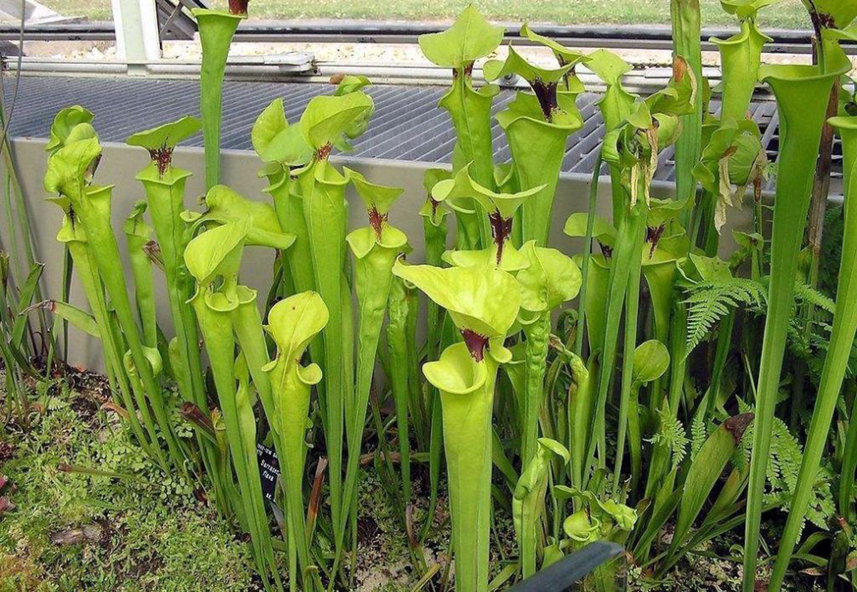 各种食虫植物的特点,不一样的食虫植物