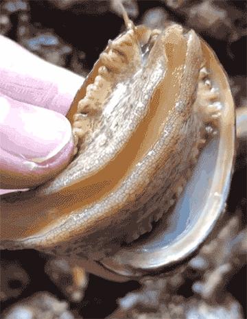 渔家女揭露海鲜市场黑幕,渔家女海鲜视频