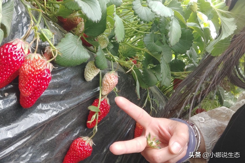 美如画的农场,美如画的生态园