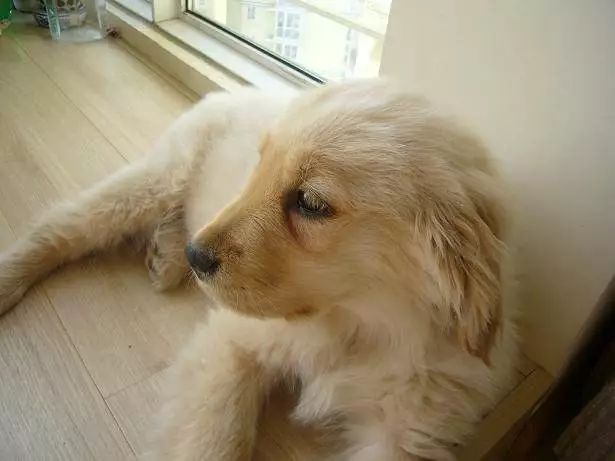 猫狗泪痕直接影响颜值，铲屎官应找到溢泪原因，先治病后去痕！