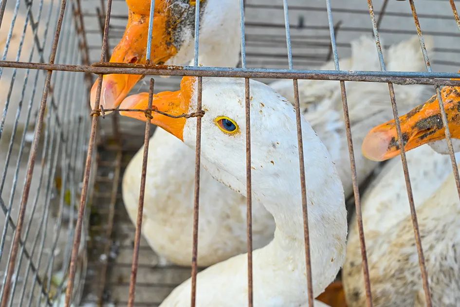 满满的烟火气逛大集真好玩,最值得逛的大集