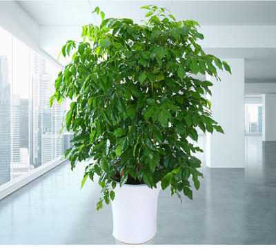 什么绿植一年四季好养又招财,8种超好寓意的绿植旺财又旺人