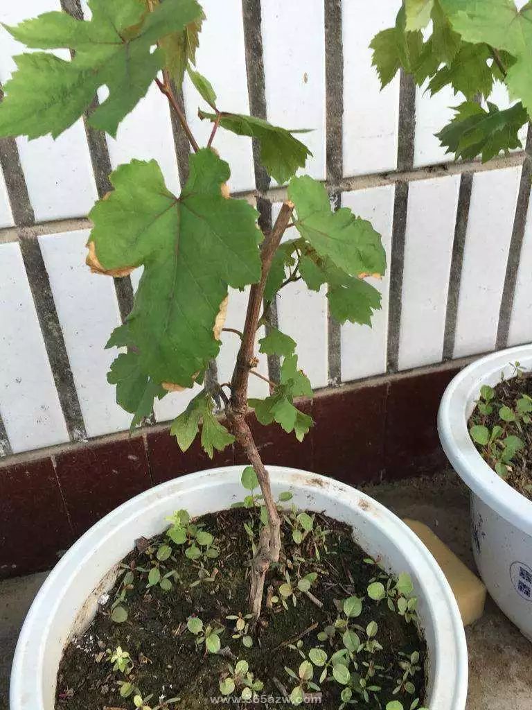 在阳台上种植葡萄要注意些什么,阳台种植葡萄的全过程