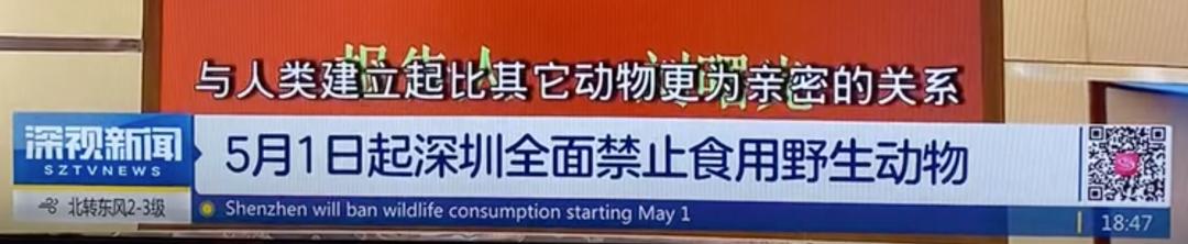 中国禁止食猫狗的城市,对深圳立法禁食猫狗的官方评论