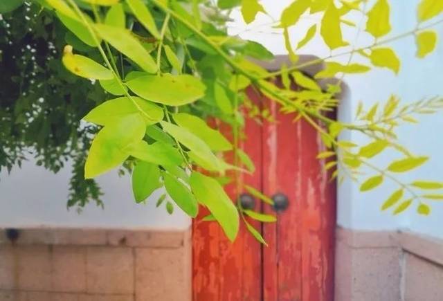 南京的春天,南京的春天视频