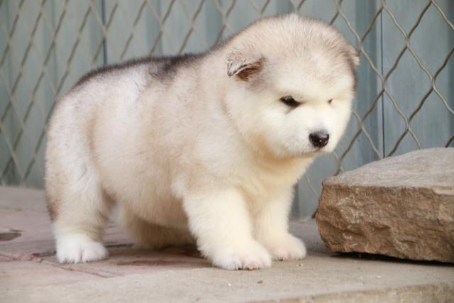 带你了解真正的阿拉斯加雪橇犬,带你了解俄罗斯