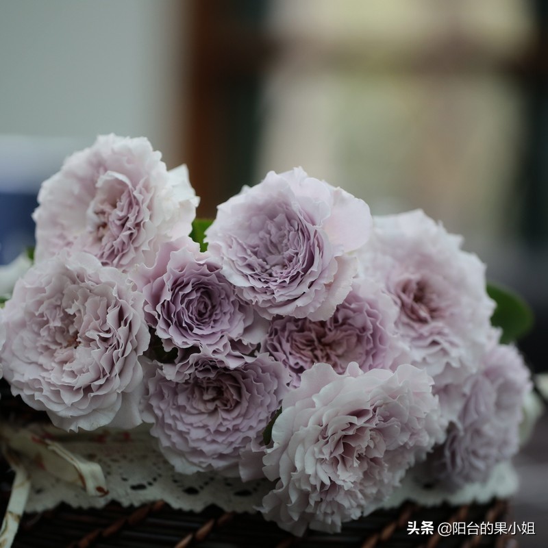 那棵叫蜻蜓的月季,仙气袅袅