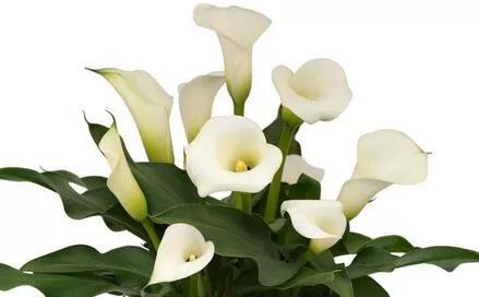 马蹄莲根茎培育技术,马蹄莲培育基地