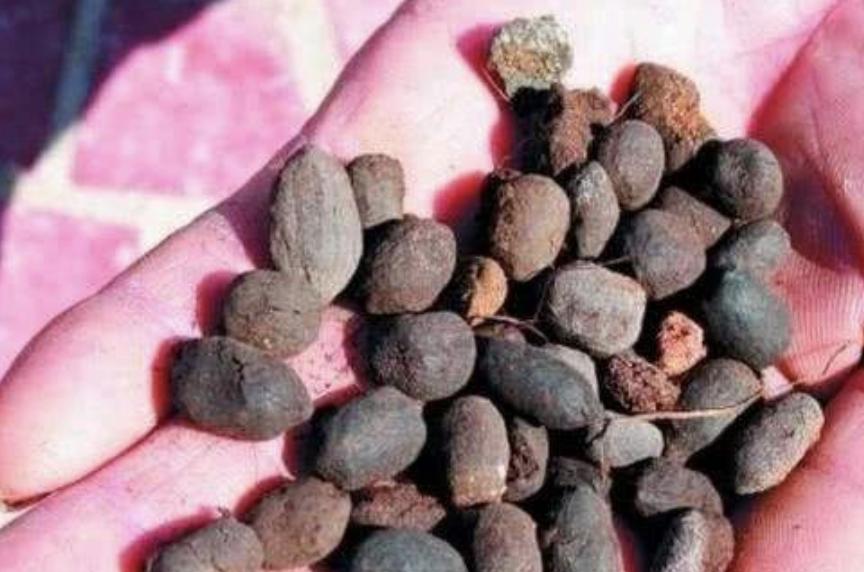 绿萝专用肥能给长寿花用吗,三种绿萝最好的肥料