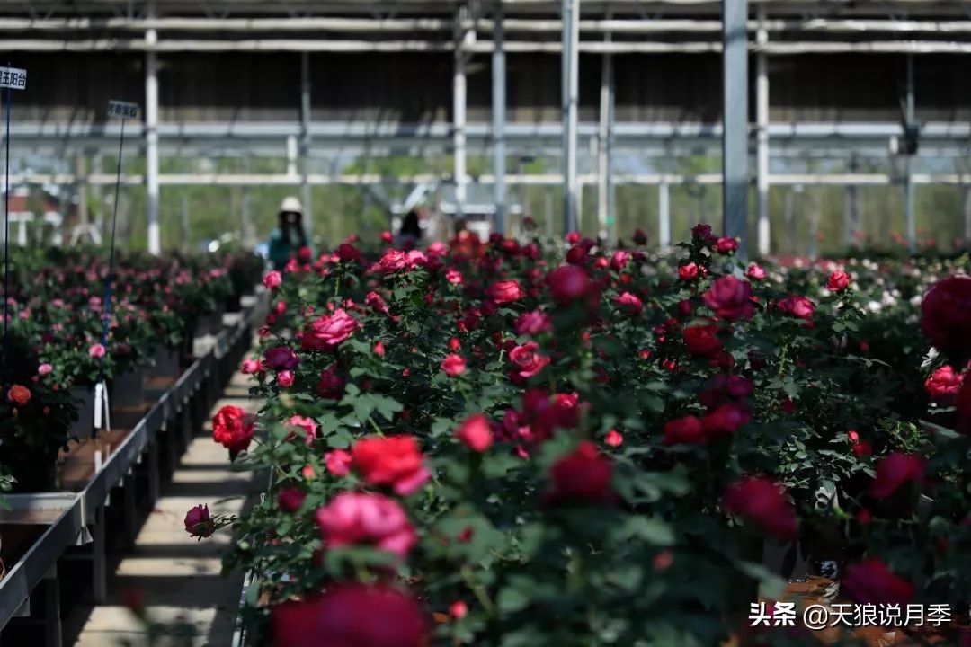 都说“最美人间四月天”，应该就是月季开花的模样吧！