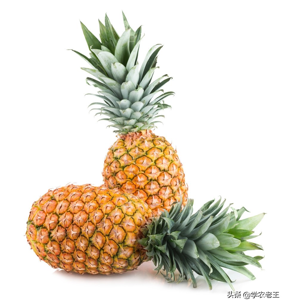 怎样种植菠萝才会甜,如何正确种植菠萝