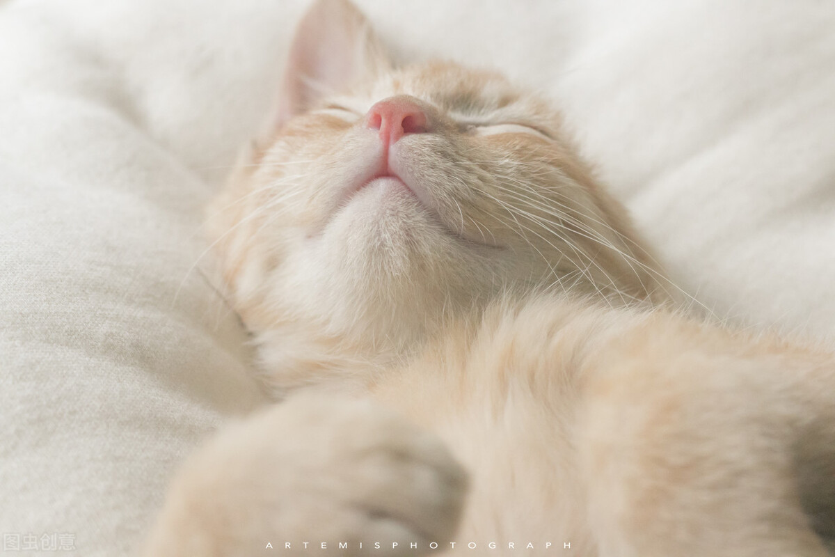 猫咪难产主人怎么助产,猫咪难产去医院小猫怎么处理