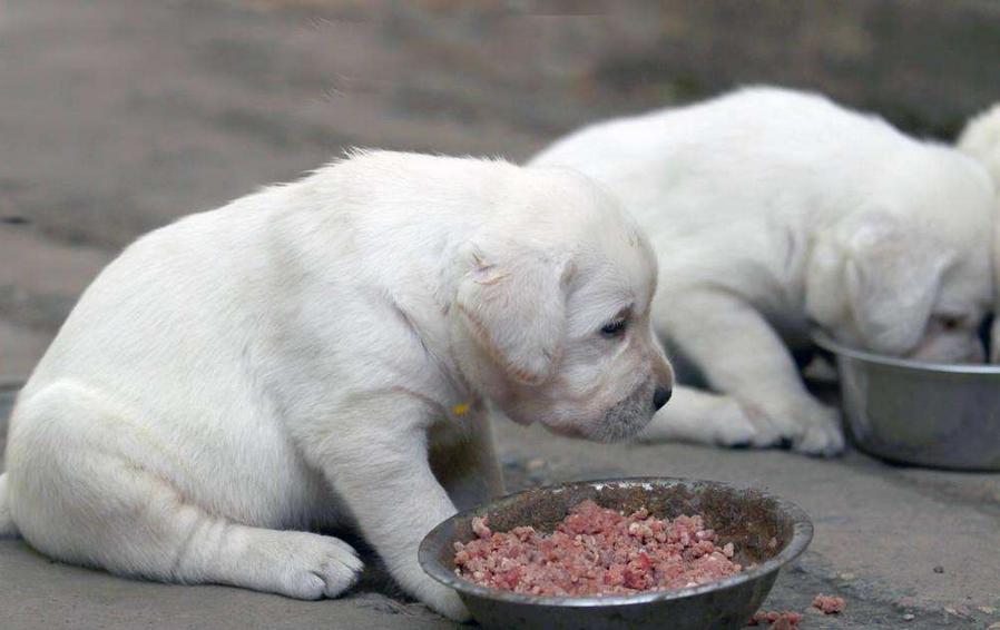 狗狗突然不吃不喝的怎么回事,狗狗突然不吃不喝了什么原因