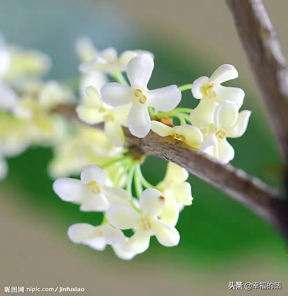 中国十大名花图片及花语,山茶花是中国十大名花吗