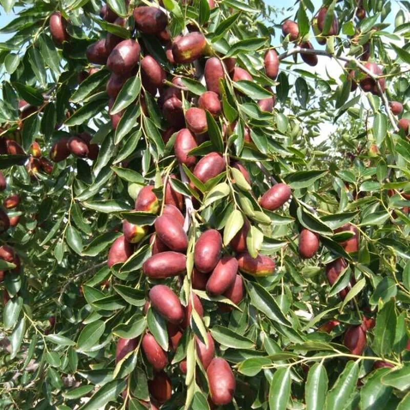 银川特产哪里便宜,银川水果特产