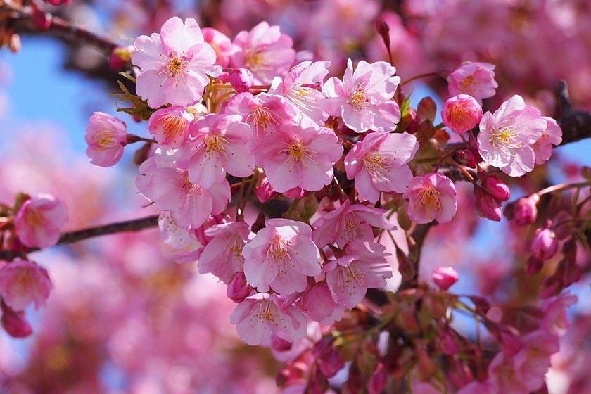 樱花季怎么能少得了专属樱花,四月开花的樱花有哪些