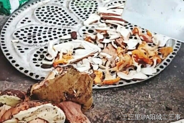 蘑菇前期怎么处理,黄蘑菇干有点苦是怎么回事
