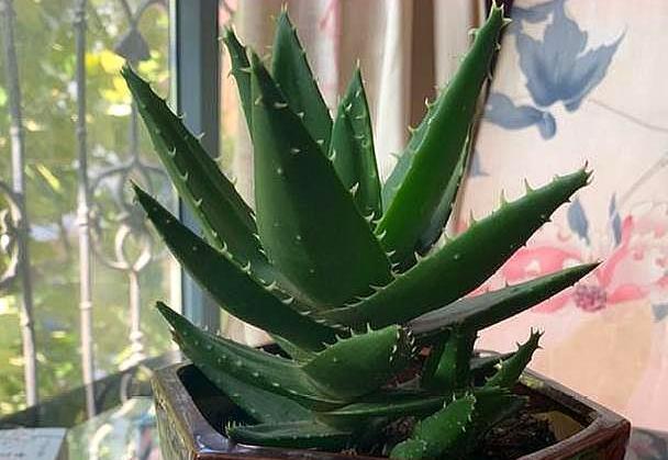 虎皮芦荟侧芽多了怎么移栽,怎样移栽芦荟的侧芽