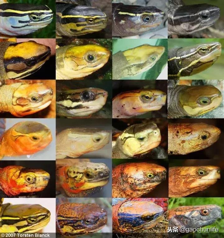 黄缘龟新手指南,怎么挑选黄缘龟