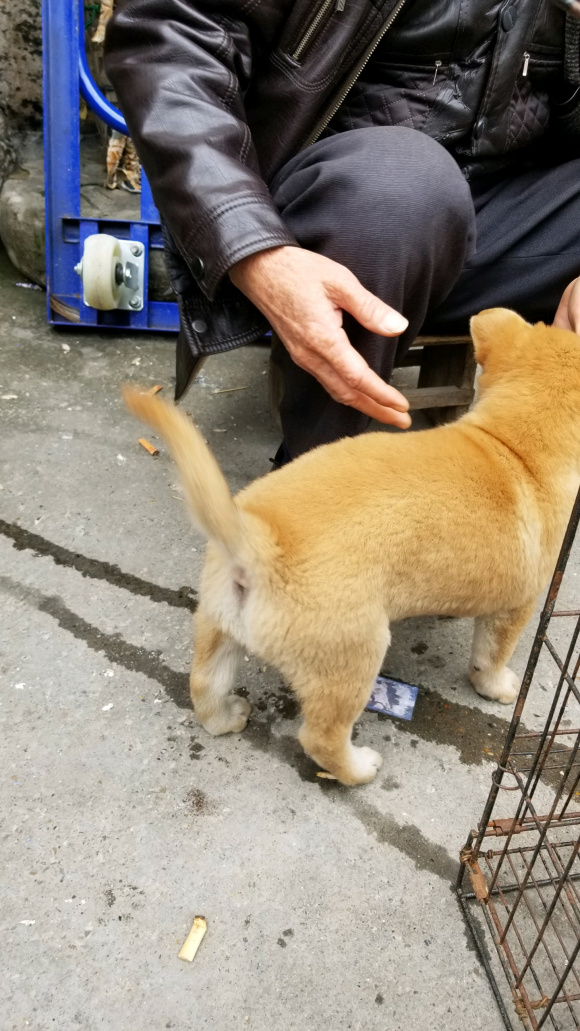 农村狗市大集买大体型大黄狗土狗,在狗市800块钱买的狗