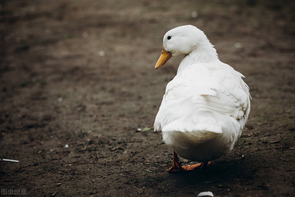 驱蛇的民间故事,农村有效的驱蛇或除蛇方法