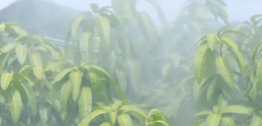 芒果催花前的工作,芒果催花之前要做什么工作