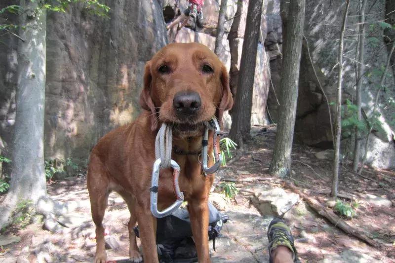 狗狗是我的灵魂伴侣,狗狗是我的好搭档