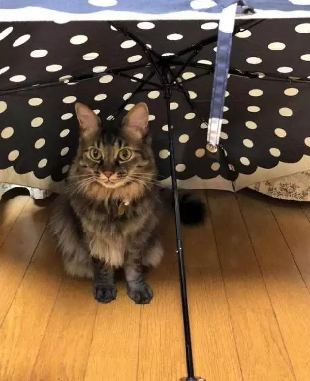 怎样可以封印住一只猫,咋样可以快速封印猫咪