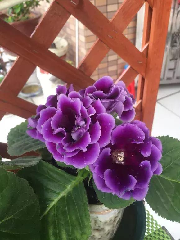 6种花不宜浇水,几种花不能给叶子喷水